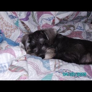 Meet your Posher, Robin